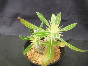 ★奈研★サボテン・多肉植物★449★パキポディウム　デンシフローラム　Pachypodium　densiflorum 　実生　　約W5.4cm高さ約H7.0cm