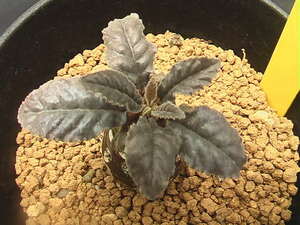 ★奈研★サボテン・多肉植物★454★ ドルステニア　フォエチダ　Dorstenia foetida　約W1.9 cm