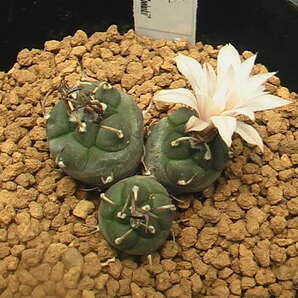 ★奈研★サボテン★433★ツルビニカルプス 烏丸 実生3頭立Turbinicarpus schmiedickeanus v.schwarzii “polaskii” 約総径3.2 cmの画像1