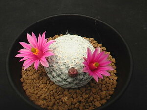 ★奈研★サボテン・多肉植物★436★マミラリア　白鳥　実生　 Mammillaria　herrerae 　約W 3.6cm