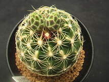 ★奈研★サボテン・多肉植物★438★ テロカクタス　春雨玉　Thelocactus　bicolor v.schwarzii　実生　花見本　約W5.8 cm_画像3