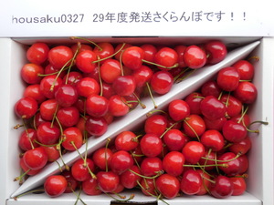 * carefuly selected *.. shipping * preeminence goods L~LL* Yamagata higashi root production cherry Sato .*1kg* the first summer. ruby. brilliancy!!