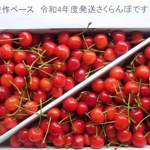 厳選 完熟出荷 秀品M～L 山形東根産 さくらんぼ 佐藤錦 1kg 初夏のルビーの輝き！！の画像3