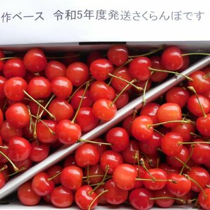 ★厳選★完熟出荷★秀品L～LL★山形東根産さくらんぼ佐藤錦★1kg★初夏のルビーの輝き！！の画像7