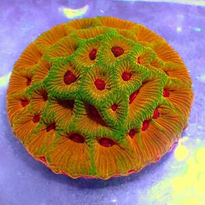 Rainbow Favia 5センチプレートキクメイシ 色混ざり抜群 高発色 サンゴ フラグ 同梱可能 マメスナ 好きにも