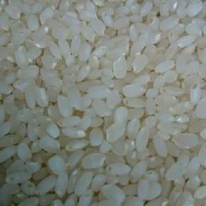 R５年産 低タンパク米 低グリテリン米 LGCソフト 白米10kg×2 検査１等 メダカのいる田んぼの米 送料込の画像3