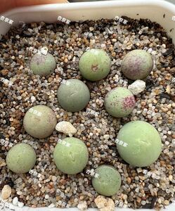 コノフィツム カルキュルス Conophytum 翡翠玉セット 多肉植物 