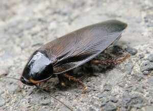 【ブラックジムグリローチ 1コロニー 幼虫〜成虫300匹以上】Pycnoscelus sp. ゴキブリ ミリピード デュビア 餌用 シャドウローチ レッド