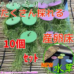 メダカ たくさんとれる 産卵床♪【緑×ピンク 各５個　計１０個】#34 水草 卵 浮草 ホテイ草 布袋草 メダカ 水槽　ラメ 三色　紅白