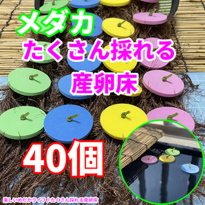 メダカ たくさんとれる 産卵床♪【緑×青×ピンク×黄 各１０個 計４０個】#28 水草 卵 浮草 ホテイ草 布袋草 メダカ 水槽 ラメ 三色の画像1