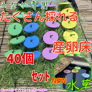 ☆メダカ たくさんとれる 産卵床☆【緑×青×ピンク×黄 各１０個 計４０個】#41 水草 卵 浮草 ホテイ草 布袋草 メダカ 水槽 ラメ 三色の画像1