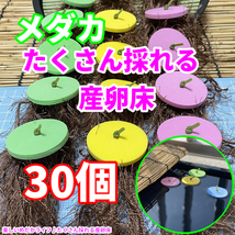 ☆メダカ たくさんとれる 産卵床☆【緑×黄×ピンク 各１０個　計３０個】#27 水草 卵 浮草 ホテイ草 布袋草 メダカ 水槽　ラメ 三色　紅白_画像1