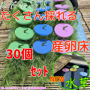 『メダカ たくさんとれる 産卵床』【緑×青×ピンク 各１０個　計３０個】#40 水草 卵 浮草 ホテイ草 布袋草 メダカ 水槽　ラメ