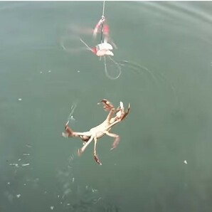 5個セット カニ釣り仕掛け 蟹釣り かに釣り かにつり 蟹つり カニつり カニ網み ワタリガニ ガザミ イシガニ トゲクリガニ 毛ガニの画像8