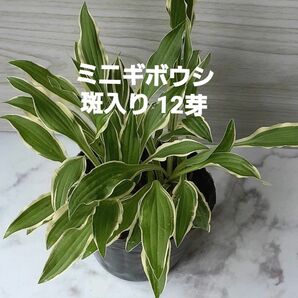 ぎぼうし ホスタ 小型種 斑入り 山野草 抜き苗 苗 12芽 現品 ネコポス発送