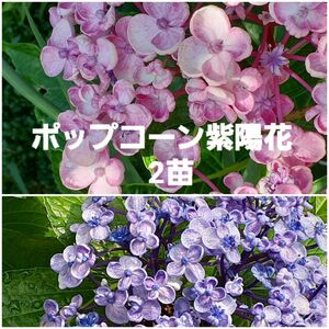 抜き苗 2苗 アジサイ 紫陽花 うずあじさい ポップコーン紫陽花 おたふく紫陽花 石灰付き ネコポス発送