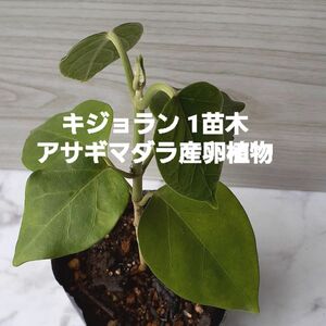 多年草 キジョラン 実生 苗 植物 つる性植物 アサギマダラ産卵植物 フジバカマ 根付 抜き苗 ネコポス発送