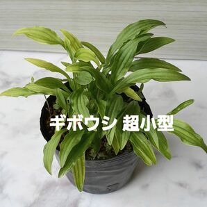 ミニギボウシ ミニホスタ 超小型 花苗 抜き苗 山野草 ホスタ ギボウシ 苔玉 ミニ盆栽 ネコポス発送