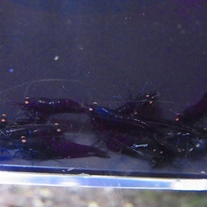 Golden-shrimp  ブラックダイヤゴールデンアイ赤錆系水槽より30匹繁殖セット 発送日は金土日のみの画像9