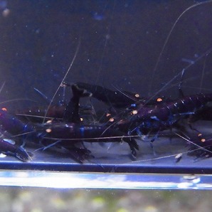 Golden-shrimp かけ戻し用 レッドダイヤ×フルブラックF1,2 ゴールデンアイ20匹セット 発送日は金土日のみの画像2