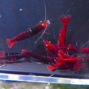 Golden-shrimp  ハイグレード黒墨レッドダイヤゴールデンアイ5ペア（抱卵1匹）セット 発送日は金土日のみの画像9