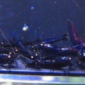 Golden-shrimp  ブラックダイヤゴールデンアイ赤錆系水槽より30匹繁殖セット 発送日は金土日のみの画像9