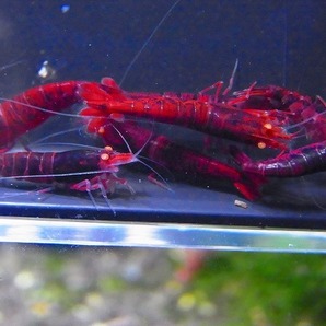 Golden-shrimp  ガチの種親候補 黒墨レッドダイヤゴールデンアイ♂4♀6（抱卵2匹）セット 発送日は金土日のみの画像4