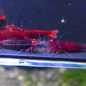 Golden-shrimp  ガチの種親候補 黒墨レッドダイヤゴールデンアイ♂4♀6（抱卵2匹）セット 発送日は金土日のみの画像9