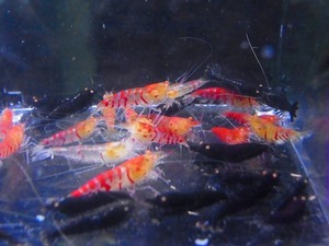 Golden-shrimp　　上物ゴールデンアイ30匹繁殖セット　発送日は金土日のみ