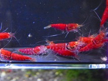 Golden-shrimp　　レッドフィッシュボーン×レッドダイヤF3金目固定　30匹繁殖セット　発送日は金土日のみ_画像9