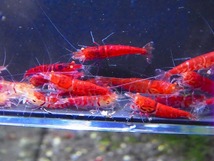 Golden-shrimp　　レッドフィッシュボーン×レッドダイヤF3金目固定　30匹繁殖セット　発送日は金土日のみ_画像7