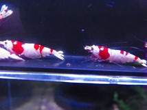 Golden-shrimp　　種親レッドビーシュリンプ♂1♀5（抱卵5匹）6匹ブリードセット　発送日は金土日のみ_画像7