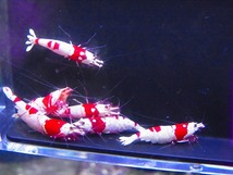 Golden-shrimp　　種親レッドビーシュリンプ♂1♀5（抱卵5匹）6匹ブリードセット　発送日は金土日のみ_画像6