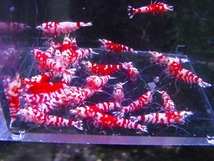 Golden-shrimp　　タイガービー（太極）30匹繁殖セット　発送日は金土日のみ_画像5