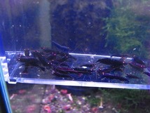 Golden-shrimp　　ブラックダイヤゴールデンアイ赤錆系水槽より30匹繁殖セット　発送日は金土日のみ_画像10