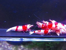 Golden-shrimp　　種親レッドビーシュリンプ♂3♀7（抱卵3匹）10匹ブリードセット　発送日は金土日のみ_画像6