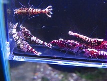 Golden-shrimp　　ディープレッドギャラクシーフィッシュボーン５ペア（抱卵2匹）10匹ブリードセット　発送日は金土日のみ_画像6