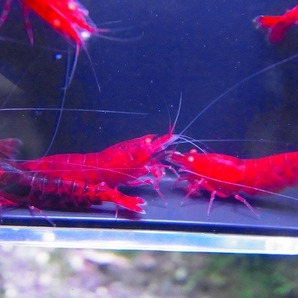 Golden-shrimp  デカ血統 黒墨レッドダイヤゴールデンアイ♂4♀6（抱卵3匹）セット 発送日は金土日のみの画像9