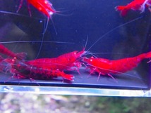 Golden-shrimp　　デカ血統　黒墨レッドダイヤゴールデンアイ♂4♀6（抱卵3匹）セット　発送日は金土日のみ_画像9