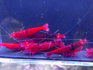 Golden-shrimp　　デカ血統　黒墨レッドダイヤゴールデンアイ♂4♀6（抱卵3匹）セット　発送日は金土日のみ