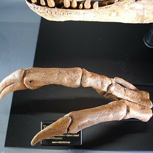 ◆Tyrannosaurus REX HAND T・REXハンド実物大 オリジナルレプリカ 先端精密復元 博物館クラス ◆の画像4