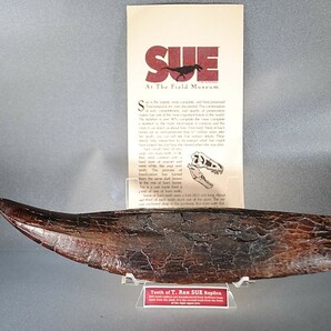 ◆『SUE』ティラノサウルス REX スー牙 歯レプリカ博物館仕様 標本教材Teeth of Tyrannosaurus Rex SUE Replica◆の画像1