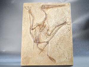 ◆新説Ver.地上歩プテロダクチルス・コチ 化石レプリカ　教材　Pterodactylus kochi 　◆