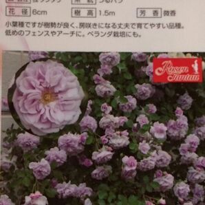 バラ、つぼみ付きツルバラ”レイニーブルー”７号株！の画像2
