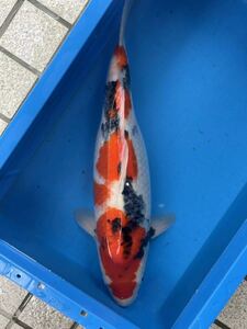 錦鯉　2歳　極上の立て鯉！　高津養魚場産　昭和三色　53㎝弱　メス保証　同梱不可