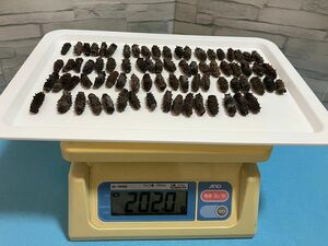 関東産ナマコ A級品 200g(76粒) 