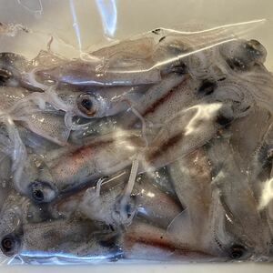 釣りエサ用冷凍ホタルイカ　20匹(約150g)×10袋　2024年富山県採取
