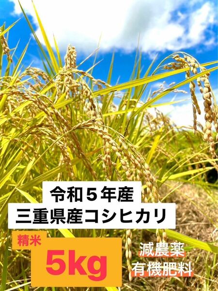 令和5年収穫　三重県産コシヒカリ 5kg 精米（白米）産地・農家直送