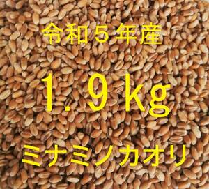 ◆ミナミノカオリ (粒 丸麦 玄麦) 1.9 kg 農薬不使用 常温送風乾燥 パン用小麦 令和5年産 新麦【送料込み】