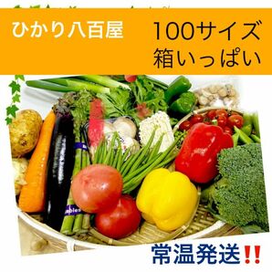 野菜盛り合わせ　新鮮野菜詰め合わせ　美味しい　旬の野菜　食べて納得 美味 新鮮100サイズダンボール箱いっぱい